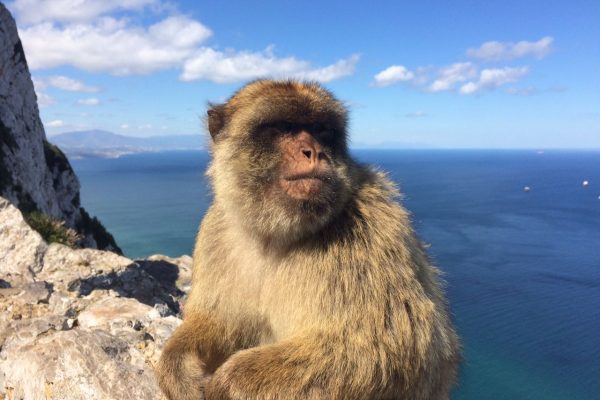 Die Inspiration ist wieder im Mittelmeer angekommen und wir statten den Affen von Gibralter einen Besuch ab