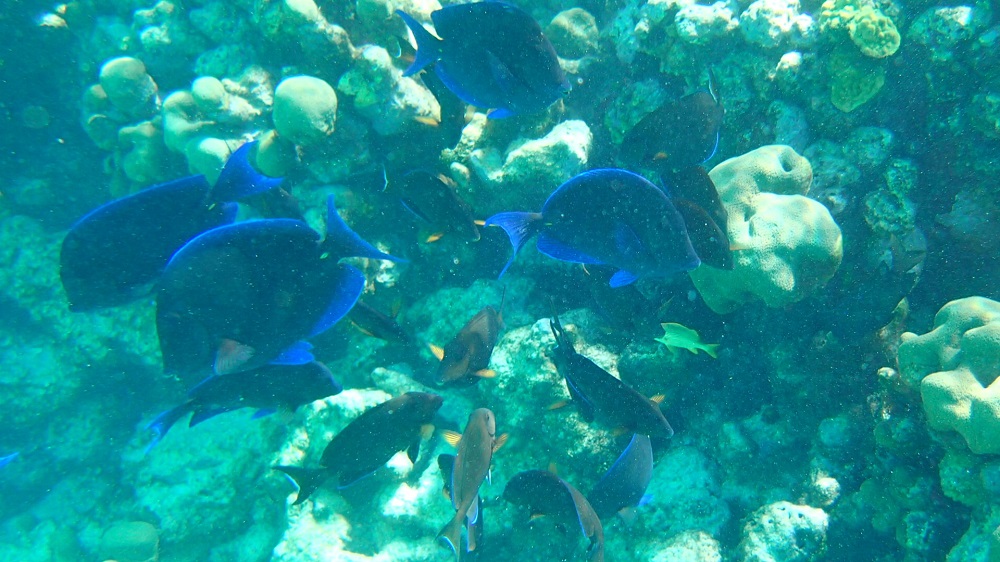 Viele Fische erwarten uns unter Wasser