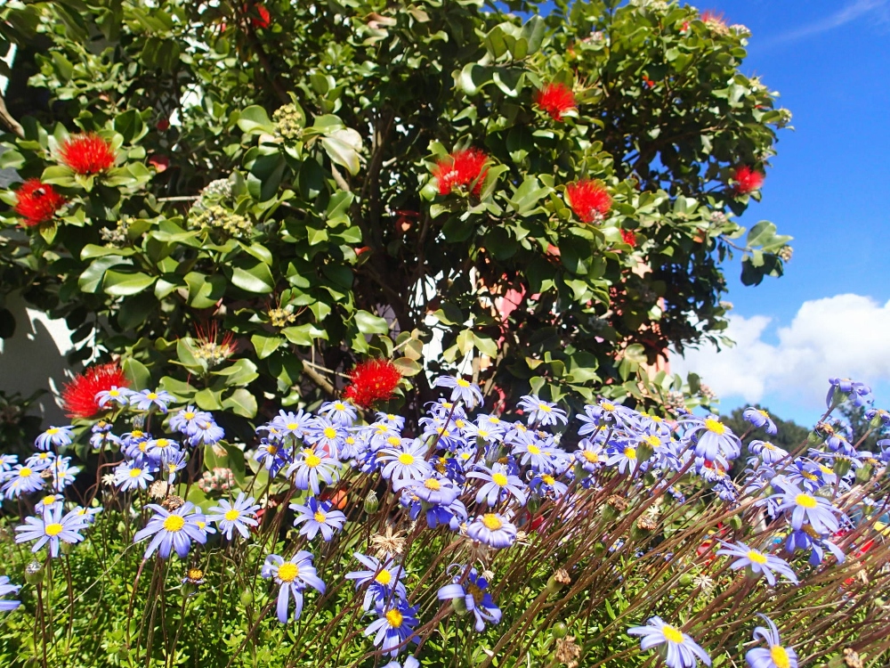 Blumeninsel Madeira