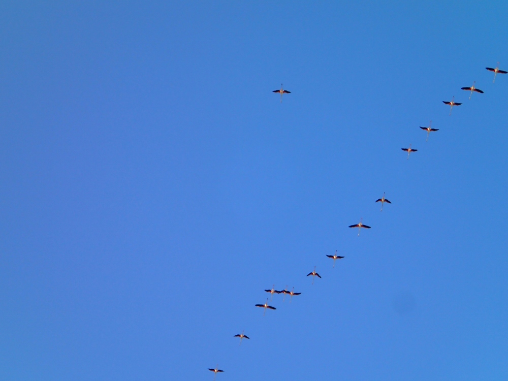 Flamingos am Himmel über Cagliari