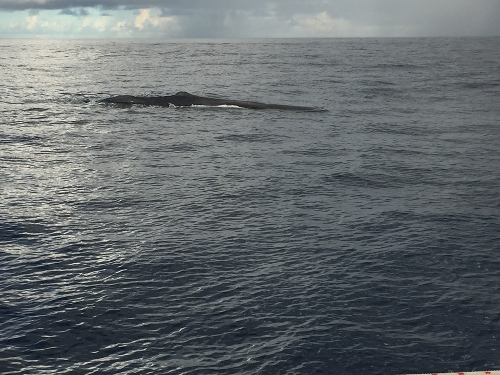 Zwei Wale begleiten uns ein kurzes Stück – ein toller Anblick