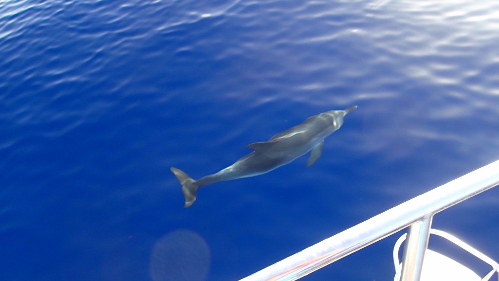Delphinbegleitung auf dem Weg nach Madeira