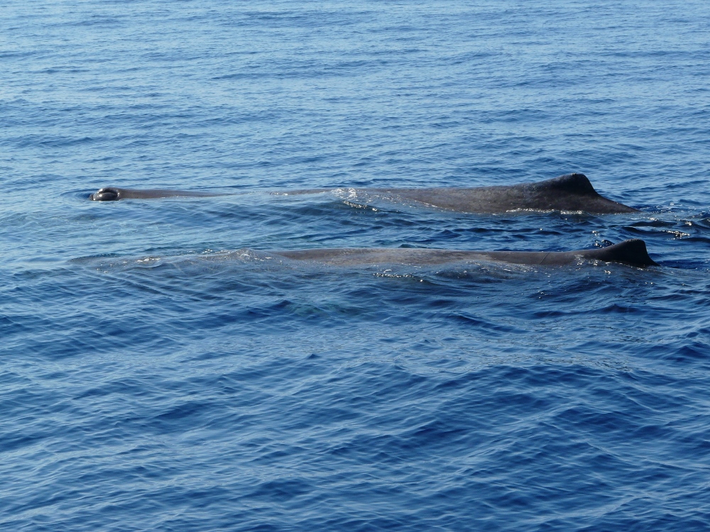 Wale vor Korsika