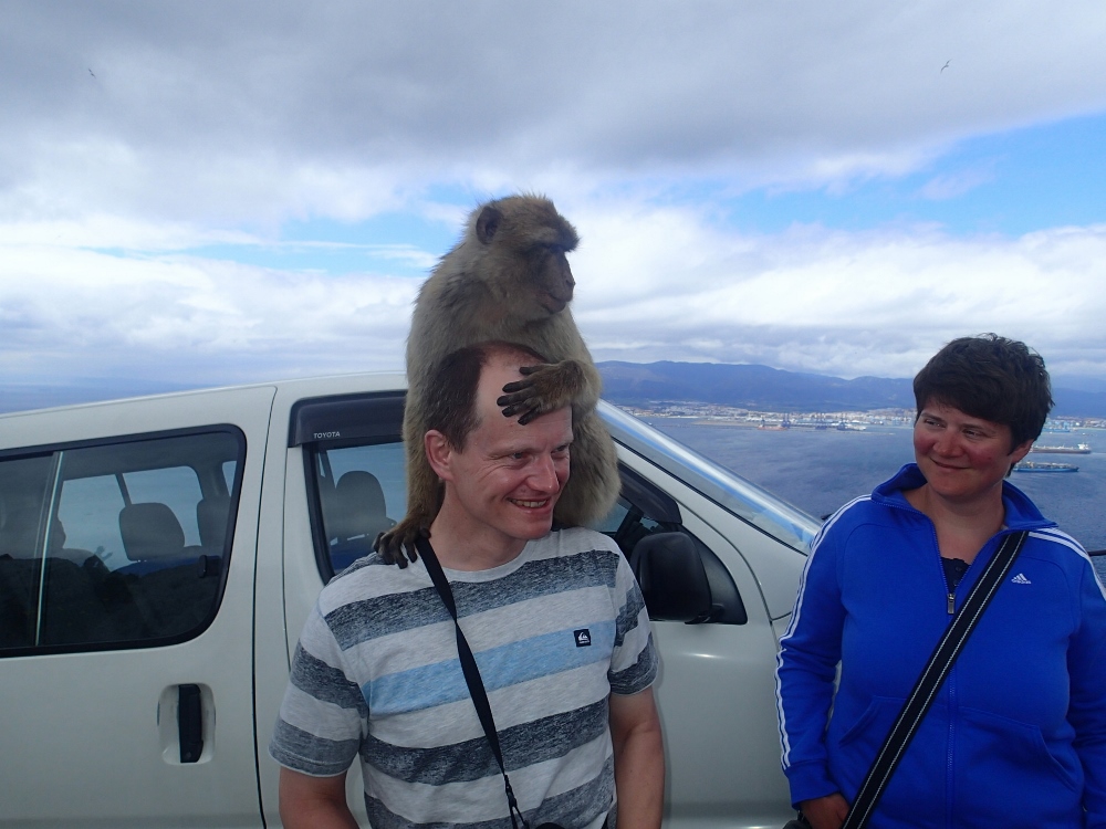 Oh mann, da kann man sich doch nur an die Stirn fassen-die Affen von Gibraltar
