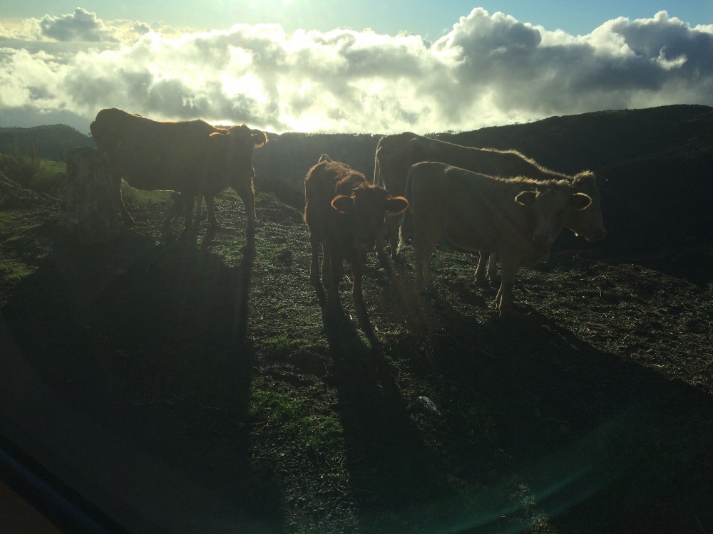 Begegnung der dritten Art auf Madeira, Kühe über den Wolken