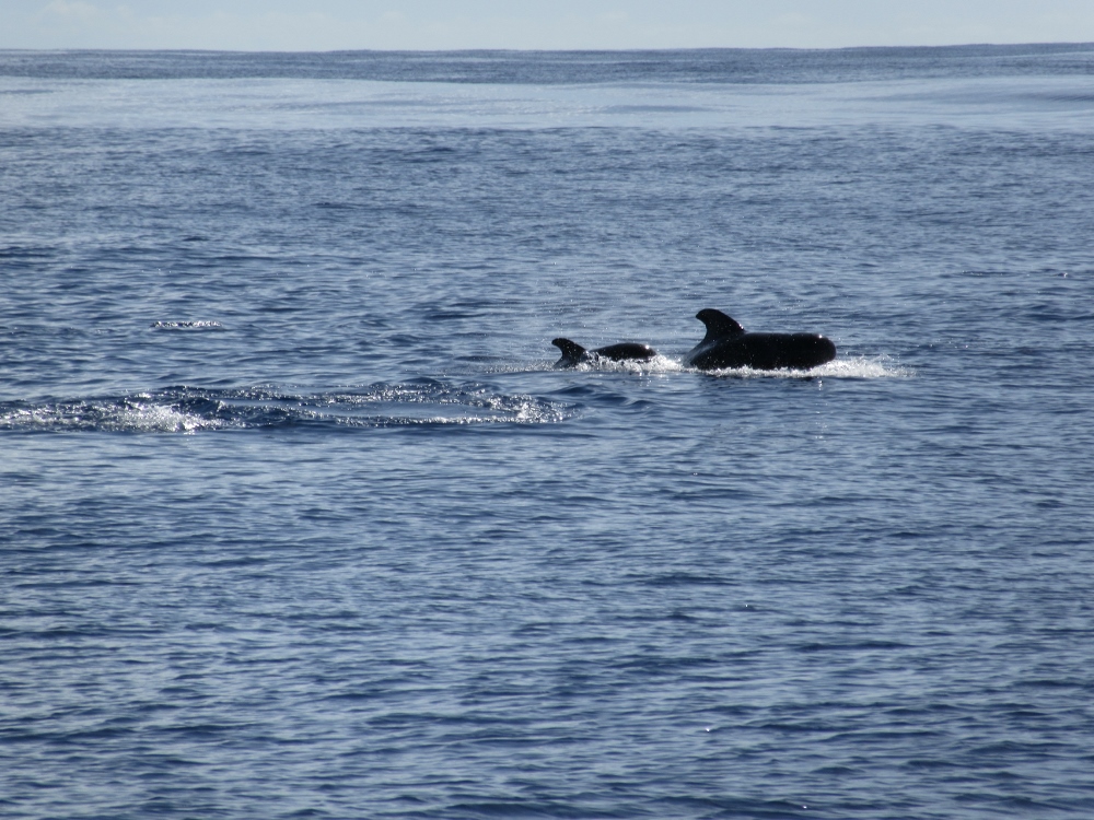 Wale begrüßen uns kurz vor Lanzarote