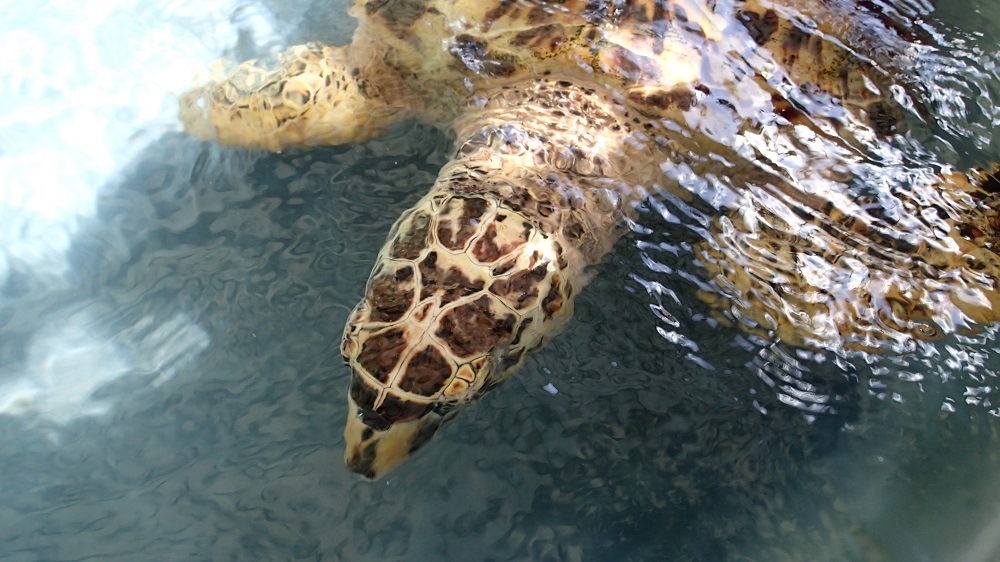 Besuch der Schildkrötenstation auf Bequia
