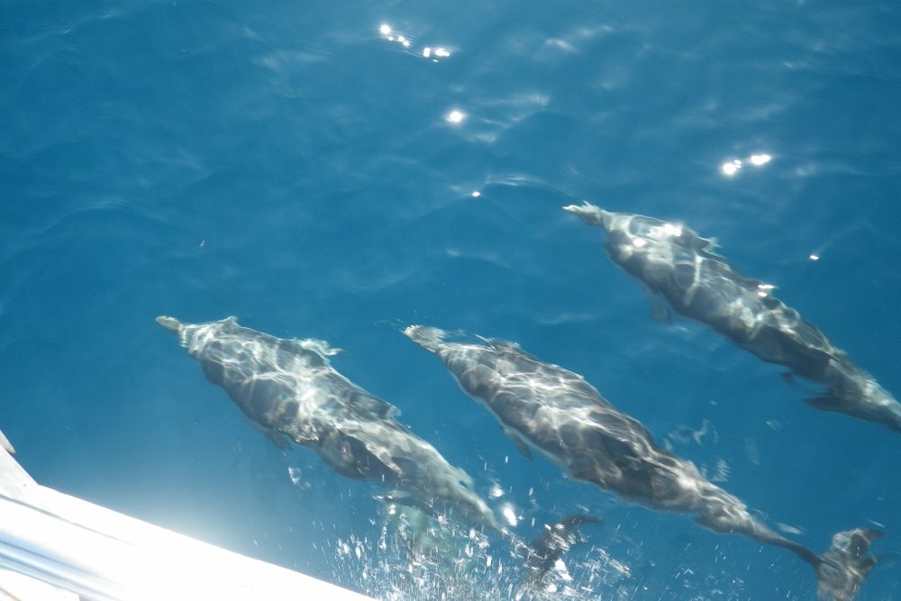 Tolle Delphinbegleitung auf dem Weg von Sizilien nach Malta (Habib Sanna)