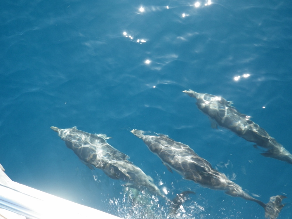 Tolle Delphinbegleitung auf dem Weg von Sizilien nach Malta (Habib Sanna)