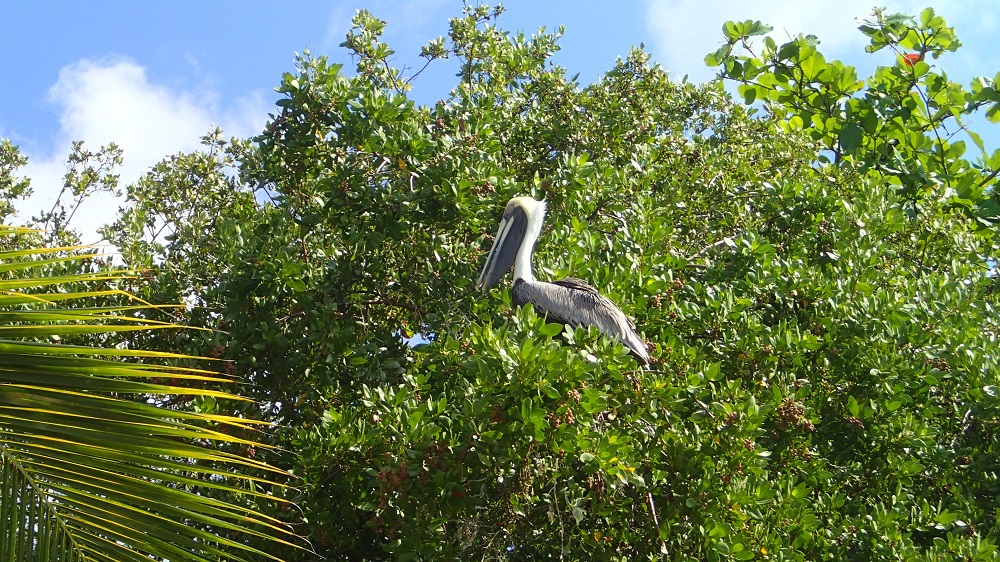 Pelikan auf Marina Cay