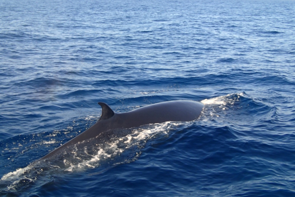 Wal vor Gran Canaria