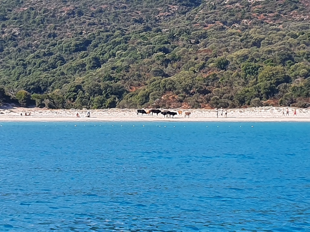 Ja, das sind wirklich Kühe am Strand